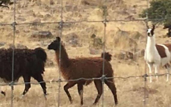 Llamas, bisontes y jabalíes en los ranchos del ex gobernador mexicano César Duarte
