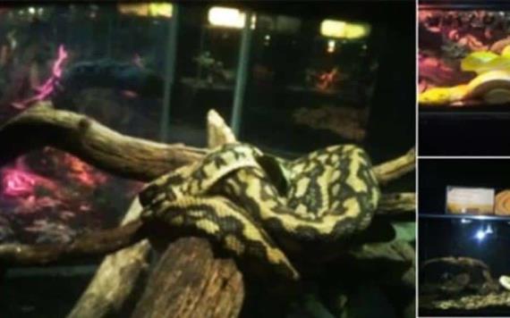 62 reptiles ilegales en Six Flags, fueron decomisados por Profepa
