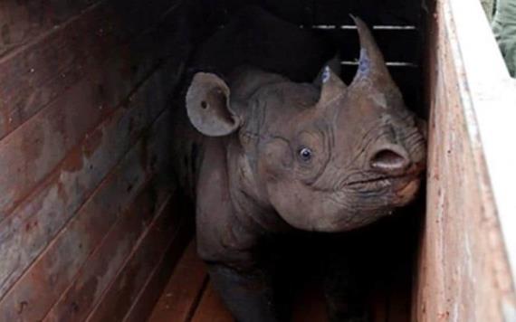 Muere el último rinoceronte negro en traslado fallido