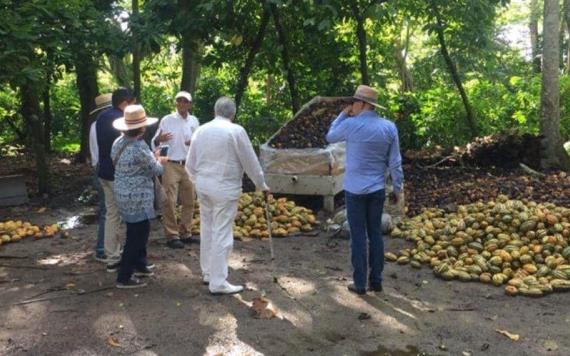Contaminación de Pemex contribuye a baja producción de cacao: Productores