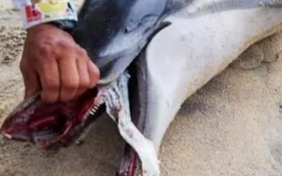Delfín muere al asfixiarse con pañal
