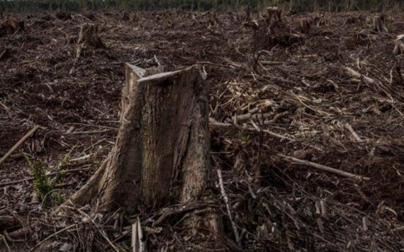 Pierde Tabasco selva tropical, solo queda 8 por ciento