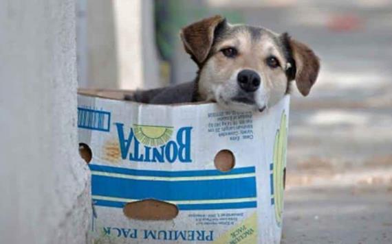Abren comederos comunitarios para perros callejeros