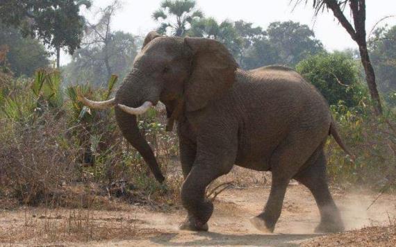 Elefante mata a pisotones a turista en  Zimbabwe