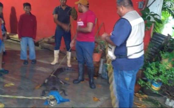 Visita inesperada: Lagarto irrumpe en casa en Cárdenas