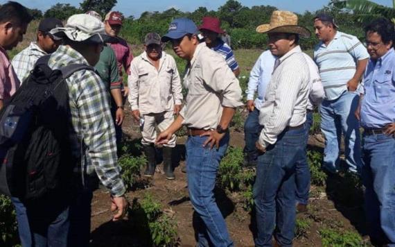 Chileros de Macuspana mejoran técnica de cultivo