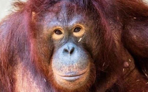 Ella es Pony, la orangután que fue prostituida por años en una aldea
