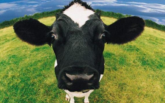 Casa Productora busca a vacas para salir en una película