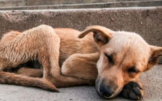 Aprueban ley que permite matar perros que viven en la calle