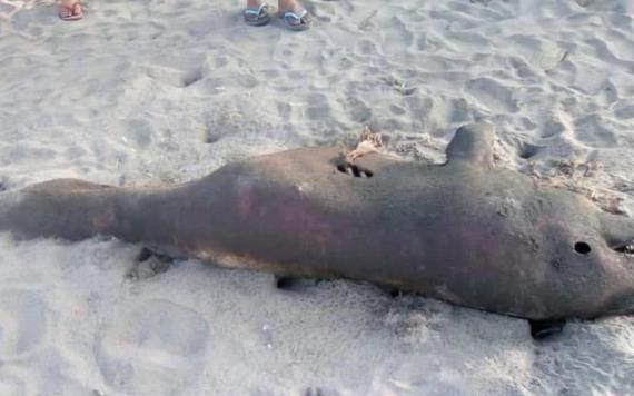 Aparecen delfín muerto en playa de Paraíso