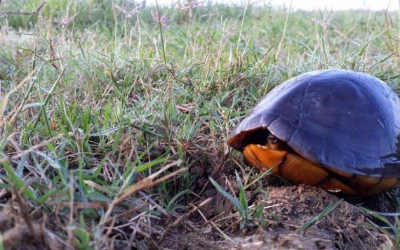 Extermina el hombre a tortugas en Pantanos de Centla