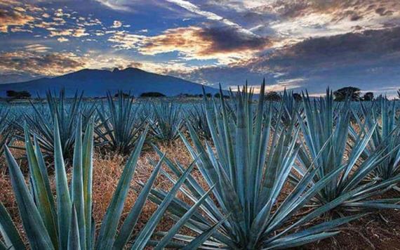 Científicos mexicanos buscan combatir la colitis con agave