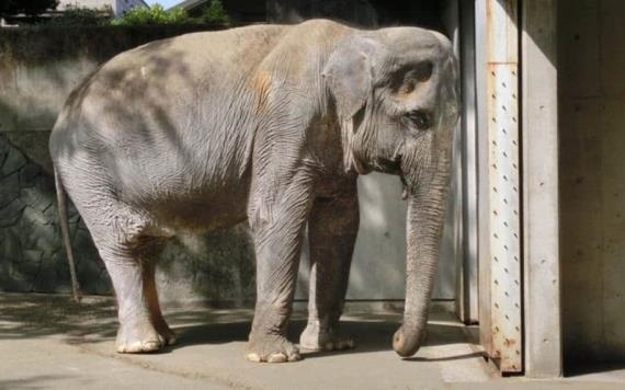 VIDEO: Hombre golpeó a un elefante y murió aplastado