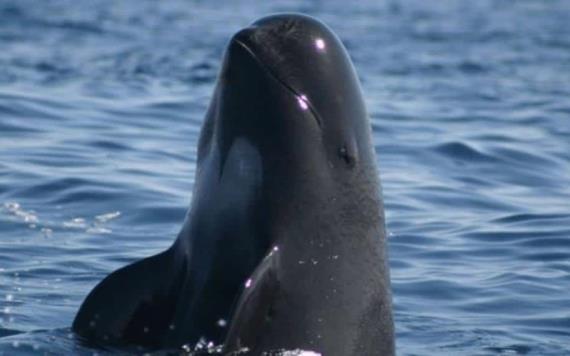 Este junio podría morir la última vaquita marina
