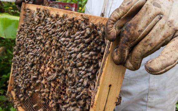 Urgente modernizar la apicultura en Tabasco