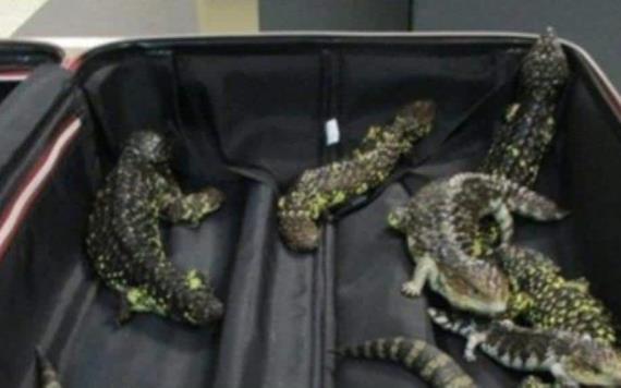 Detienen a mujer en el aeropuerto; le encuentran 19 reptiles en la maleta