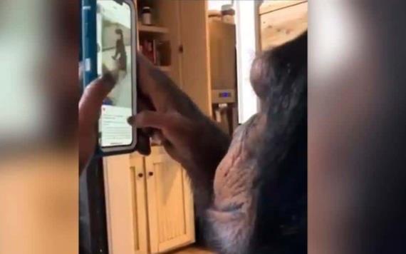 VIDEO: Chimpancé navegando por Instagram