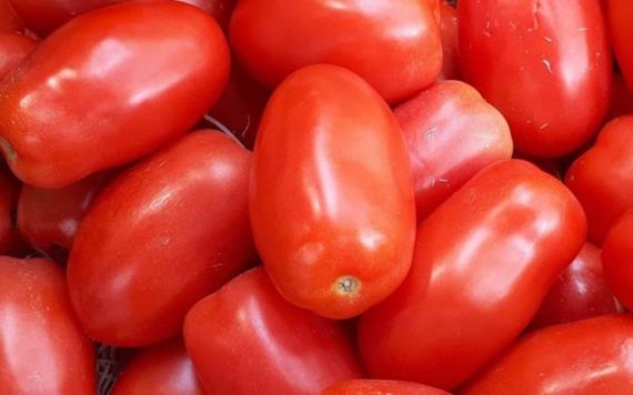 EU impone desde hoy cuotas al tomate mexicano