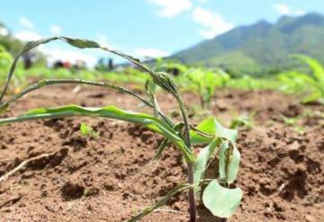 Campo tabasqueño reporta pérdidas por altas temperaturas