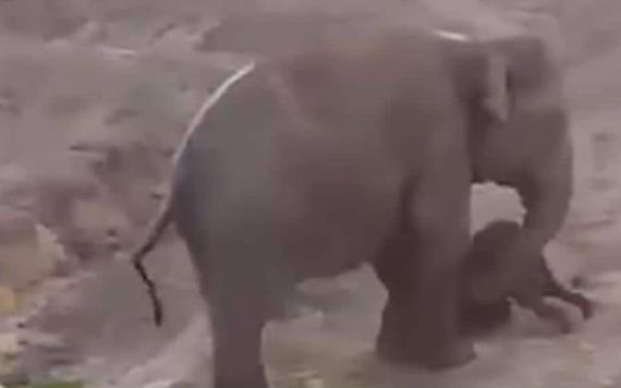 Elefante aplasta a un hombre que le lanzaba piedras a su cría recién nacida