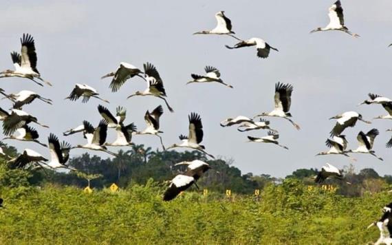 Aves de Tabasco en peligro de extinción por sequía e incendios