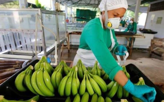 De Tabasco para el mundo; Plátano tabasqueño será exportado a China