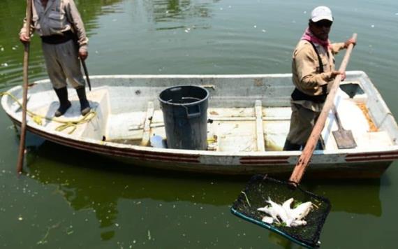 Falta de oxígeno mata a peces en la Laguna de la Ilusiones