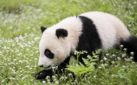 Difunden fotografía del primer panda albino en China