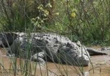 Lagarto de más de 3 metros ataca a joven pescador y le destroza el pie