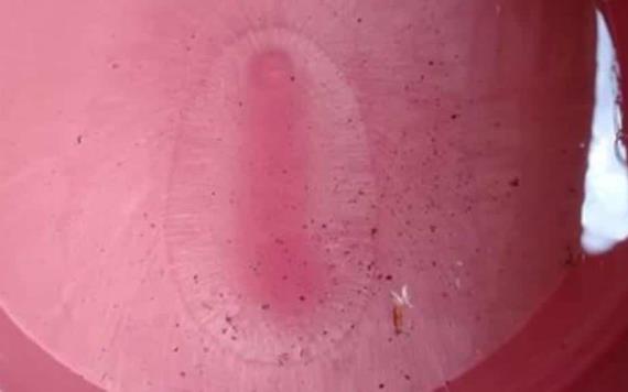 Oxolotecos aseguran ver imagen de la virgen de Guadalupe en una cubeta