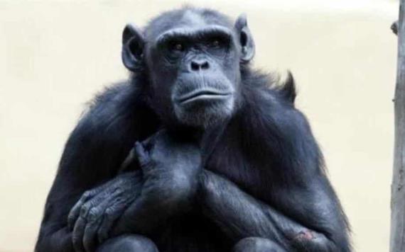 Le diagnostican cáncer a chimpancé y lo sacrifican