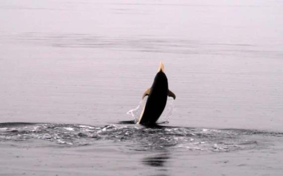 Captan en fotografías a rara especie de delfín vista sólo 12 veces en la historia