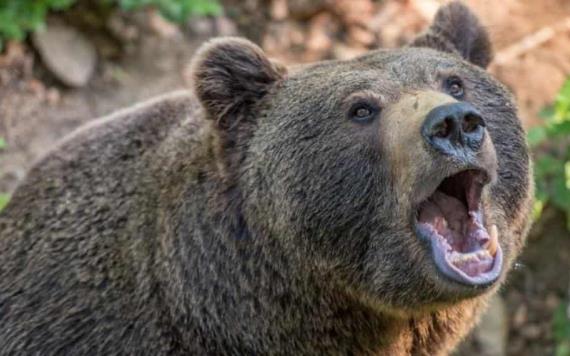 Hombre logró sobrevivir a un ataque de oso gracias a que le mordió la lengua