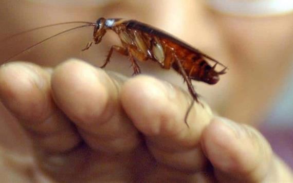 Cucarachas se están volviendo inmunes a los insecticidas; Generan un gran problema 