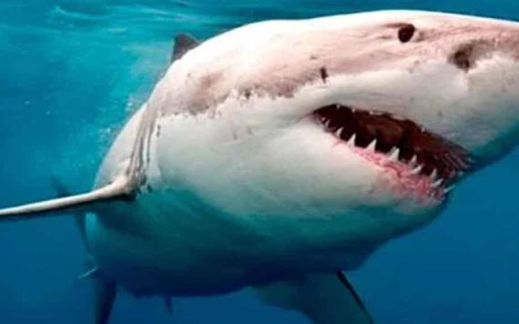 ¡Turista es brutalmente atacado por tiburón! Van dos en un  mes
