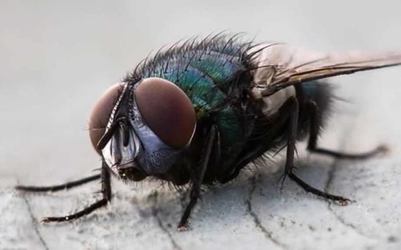 Las moscas tienen su lado bueno; Ayudan mucho al equilibrio ecológico
