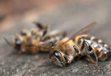 En Rusia lanzan alerta sobre muerte masiva de abejas