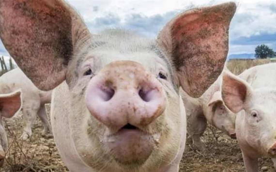 Criminales alimentaban a cerdos con restos humanos