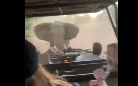 Elefante persigue a turistas durante un safari