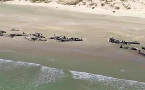 Turistas hallan 50 ballenas muertas en playa de Islandia