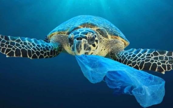 Más de la mitad de las tortugas en el mundo ingieren plástico