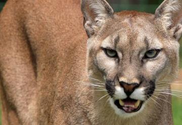 Canción de Metallica salva a una mujer y evita que puma la ataque