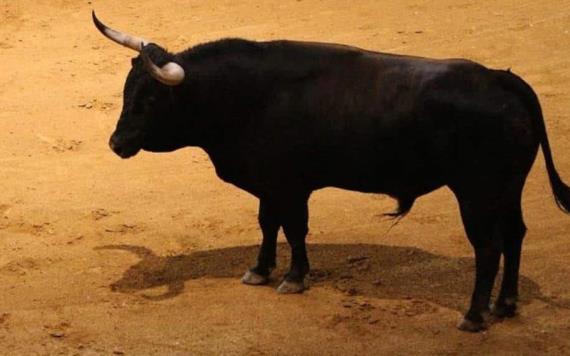 Pierde la vida hombre tras ser embestido por toro