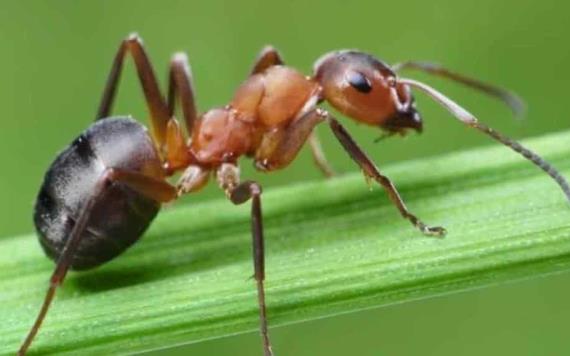 Video: Científicos registran picadura de hormiga en cámara lenta