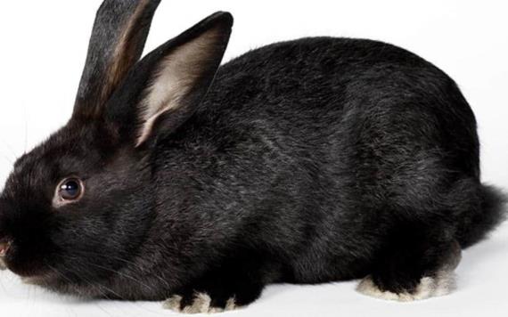 ¿Es un conejo o un cuervo?: Ilusión óptica vuelve locos a internautas