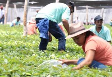 Participa Tabasco en reforestación histórica