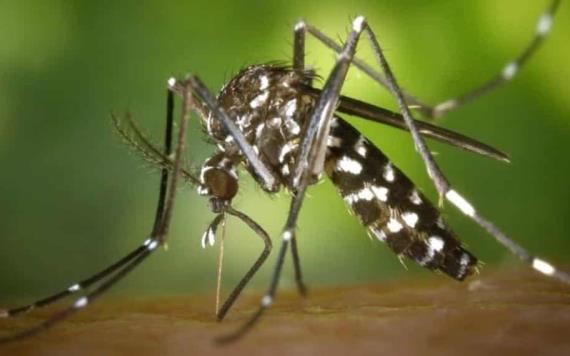 Tripe E: virus mortal similar a la gripe transmitido por mosquitos