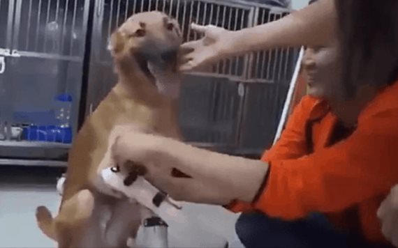 Video: Esta fue la reacción de un perrito al recibir prótesis y volver a caminar