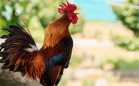 Viral: un gallo gana juicio y puede cantar aunque los vecinos se enojen
