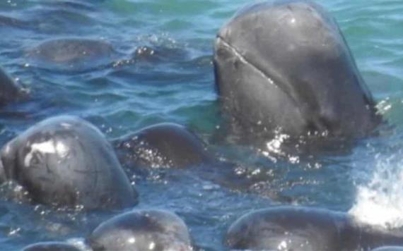 Una manada de delfines se acurrucan para consolarse antes de ser sacrificada